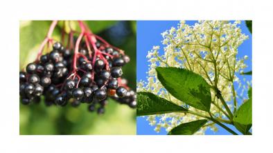 Socul, 9 beneficii pentru sănătate