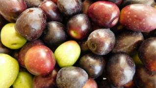 Maslinele nutritive si sanatoase Maslinele nutritive si sanatoase