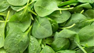 Spanacul una dintre cele mai hrănitoare legume frunzoase Spanacul una dintre cele mai hrănitoare legume frunzoase