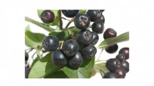Aronia, fructe cu o mare capacitate antioxidanta Aronia, fructe cu o mare capacitate antioxidanta